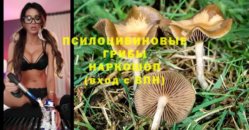 Псилоцибиновые грибы MAGIC MUSHROOMS  Бор 